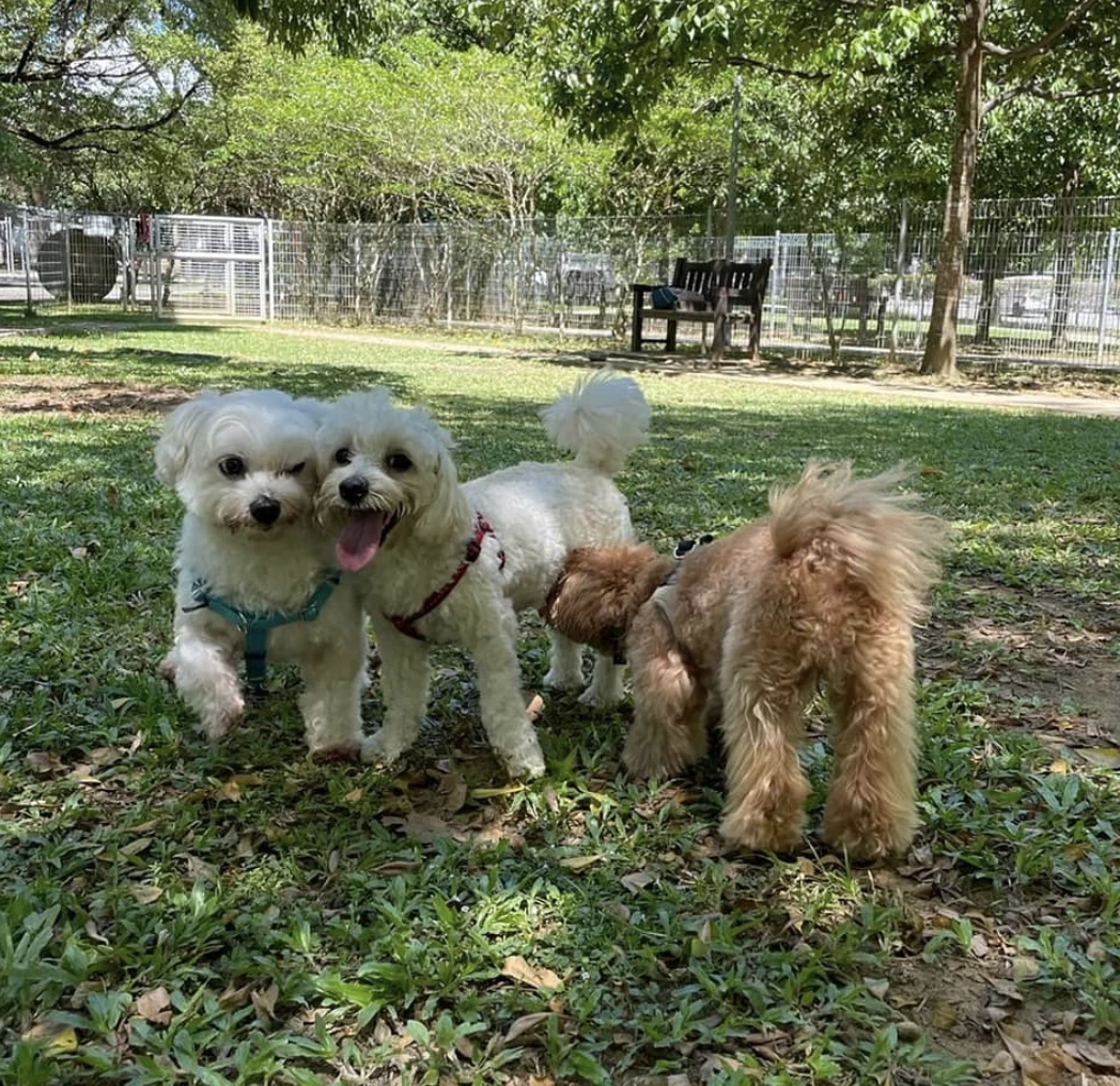 10 Dog-Friendly Places to Visit in Singapore