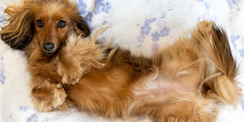 Why You Need A Pet Dachshund In Your Life | Pet Master Singapore