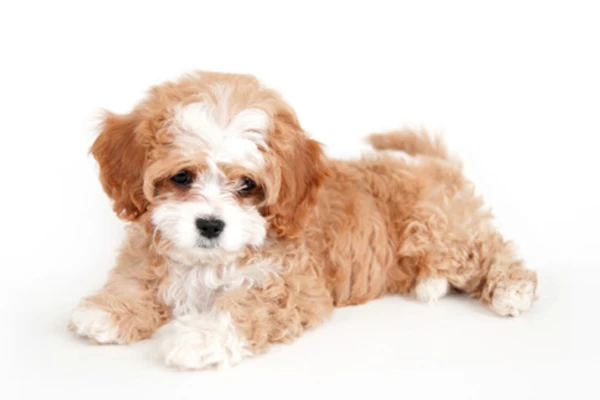 Sig Cavapoo top-puppies-in-sg | Pet Master Singapore