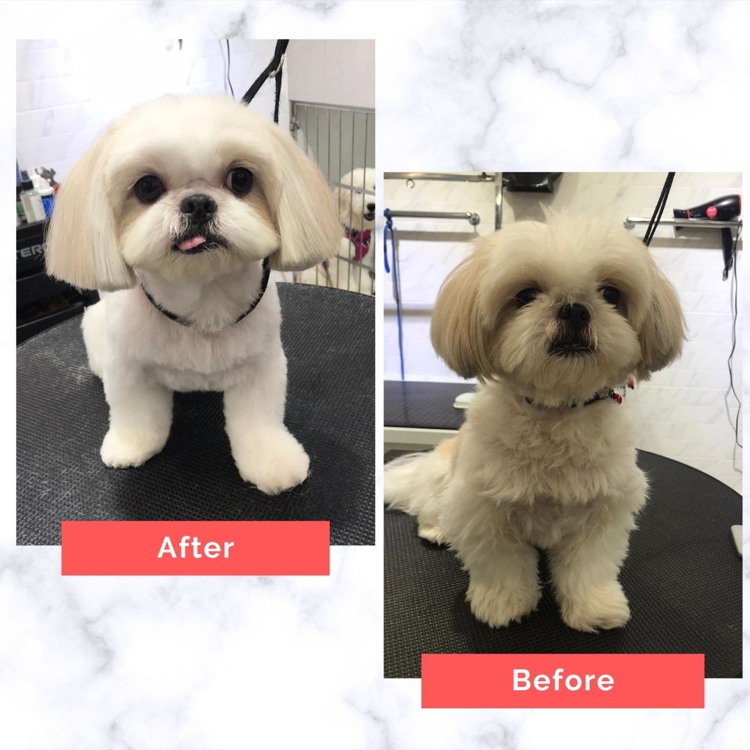 Dog Grooming Services | Pet Master Singapore