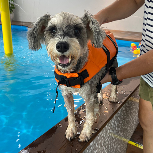 Photo of Dog Swimming