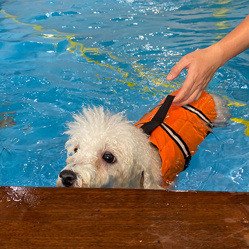 Photo of Dog Swimming