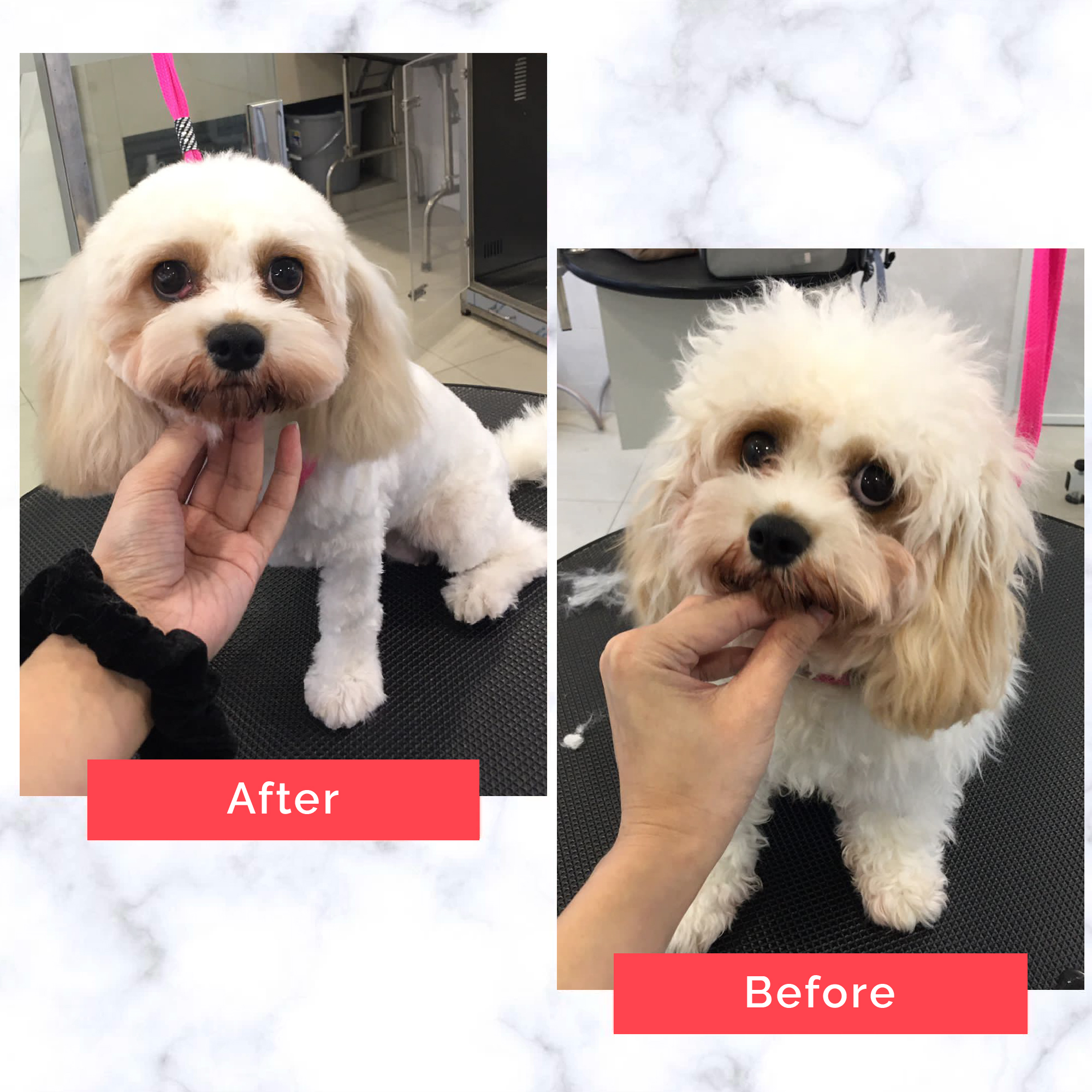 PetMaster Grooming Before and After 10