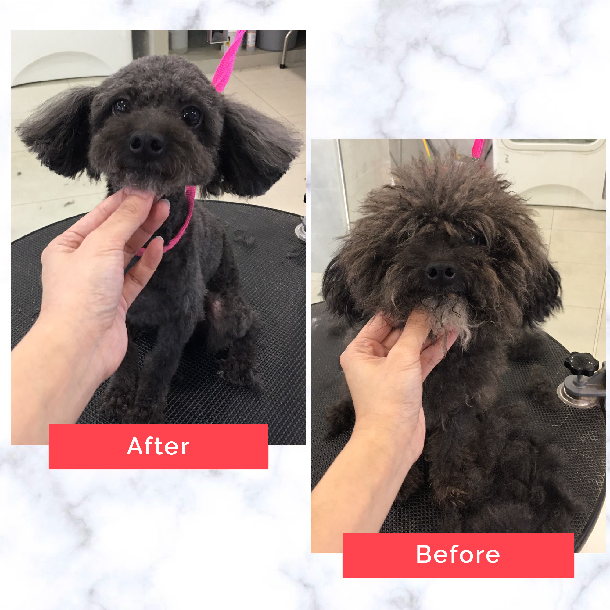 PetMaster Grooming Before and After 11