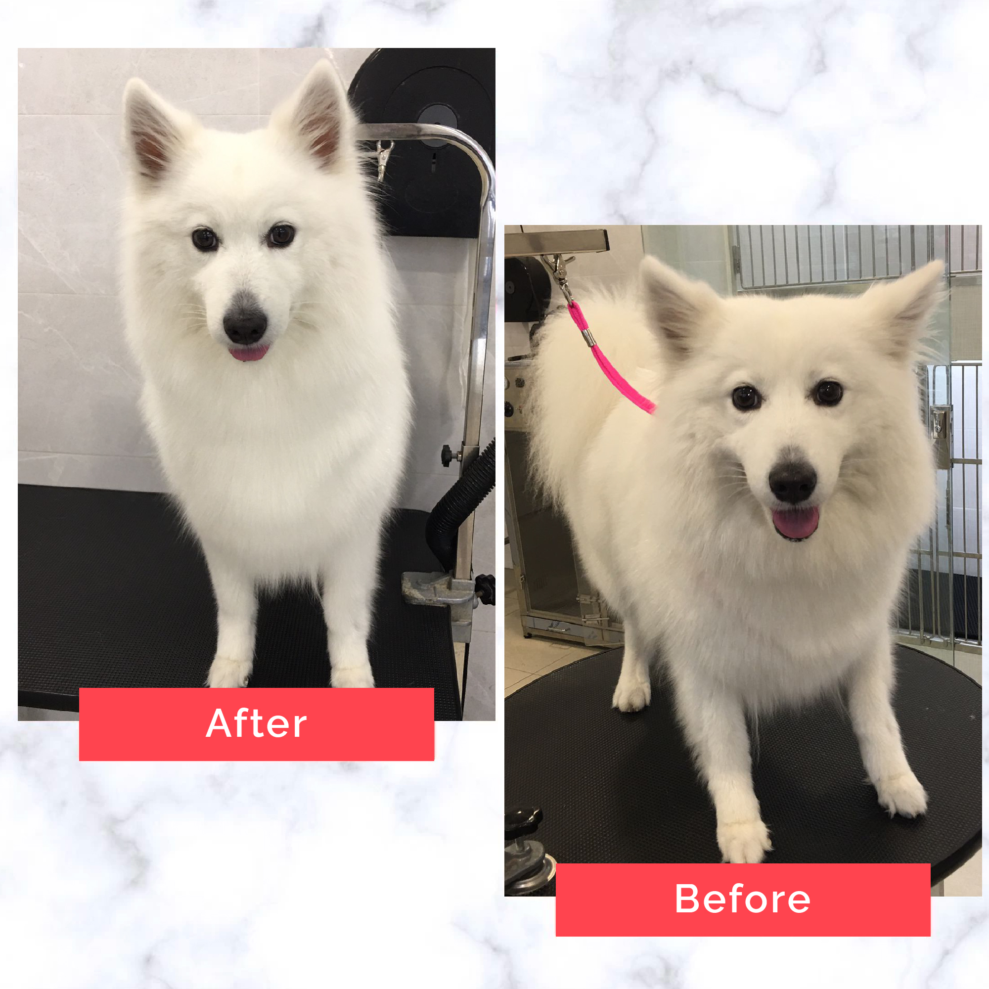 PetMaster Grooming Before and After 12