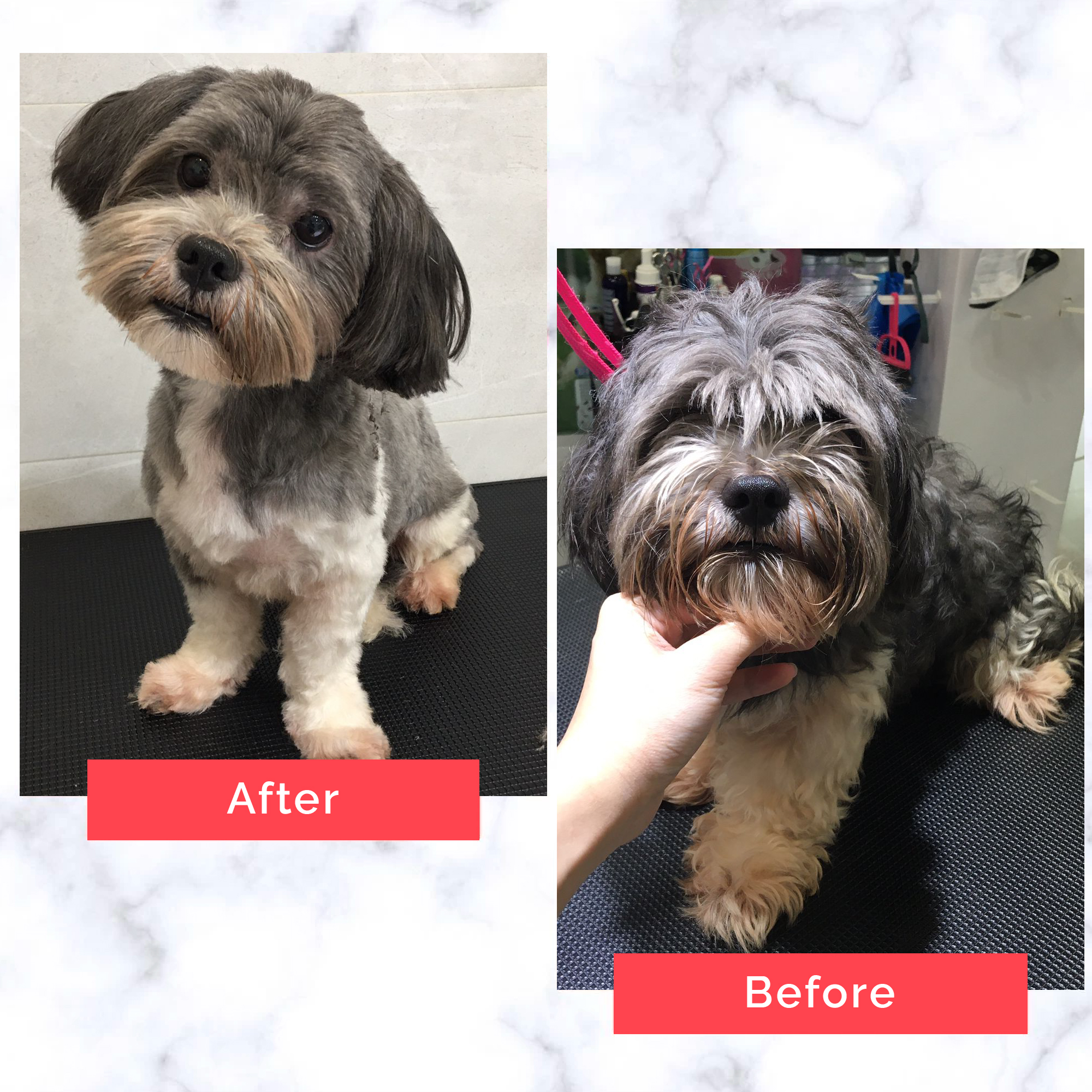PetMaster Grooming Before and After 13