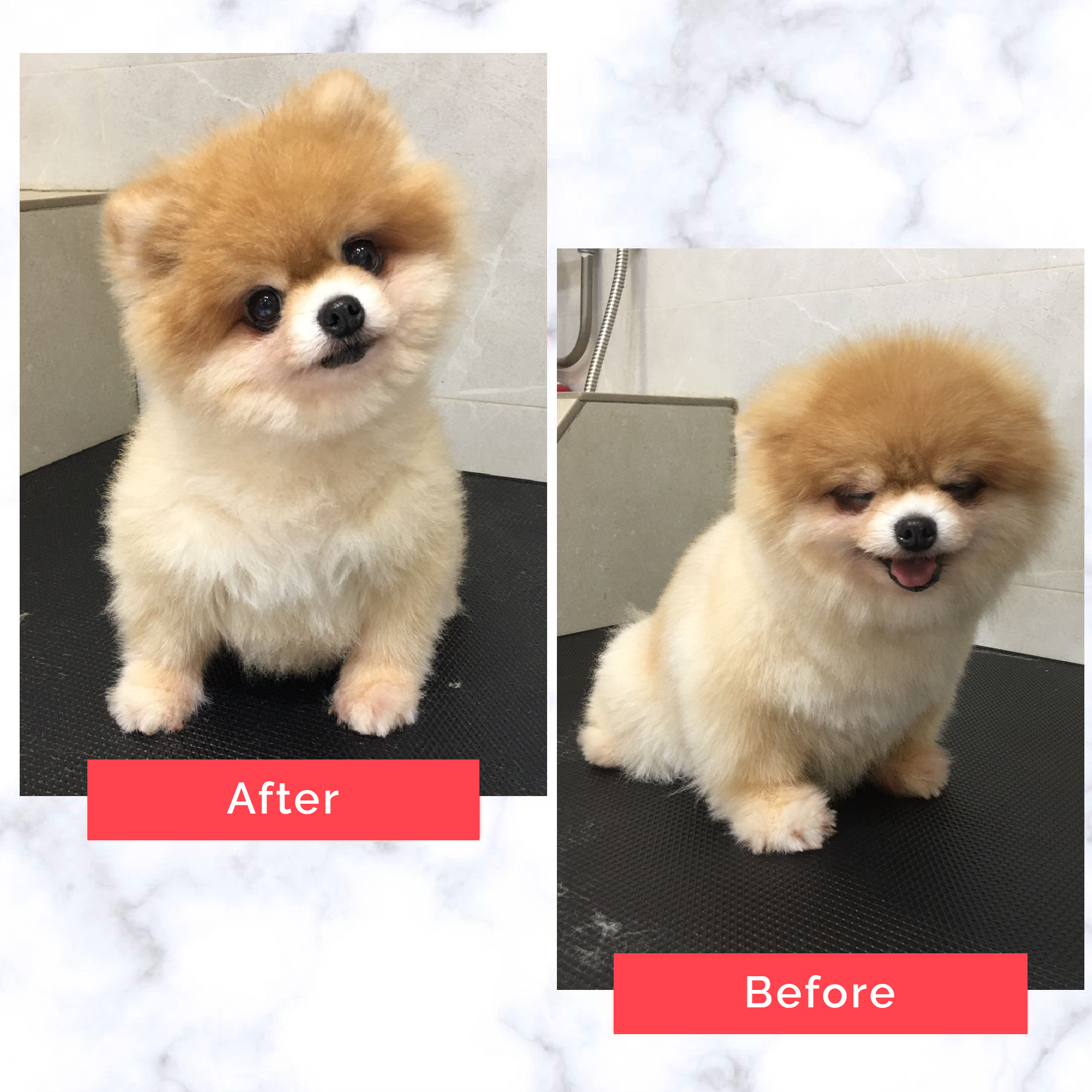 PetMaster Grooming Before and After 14