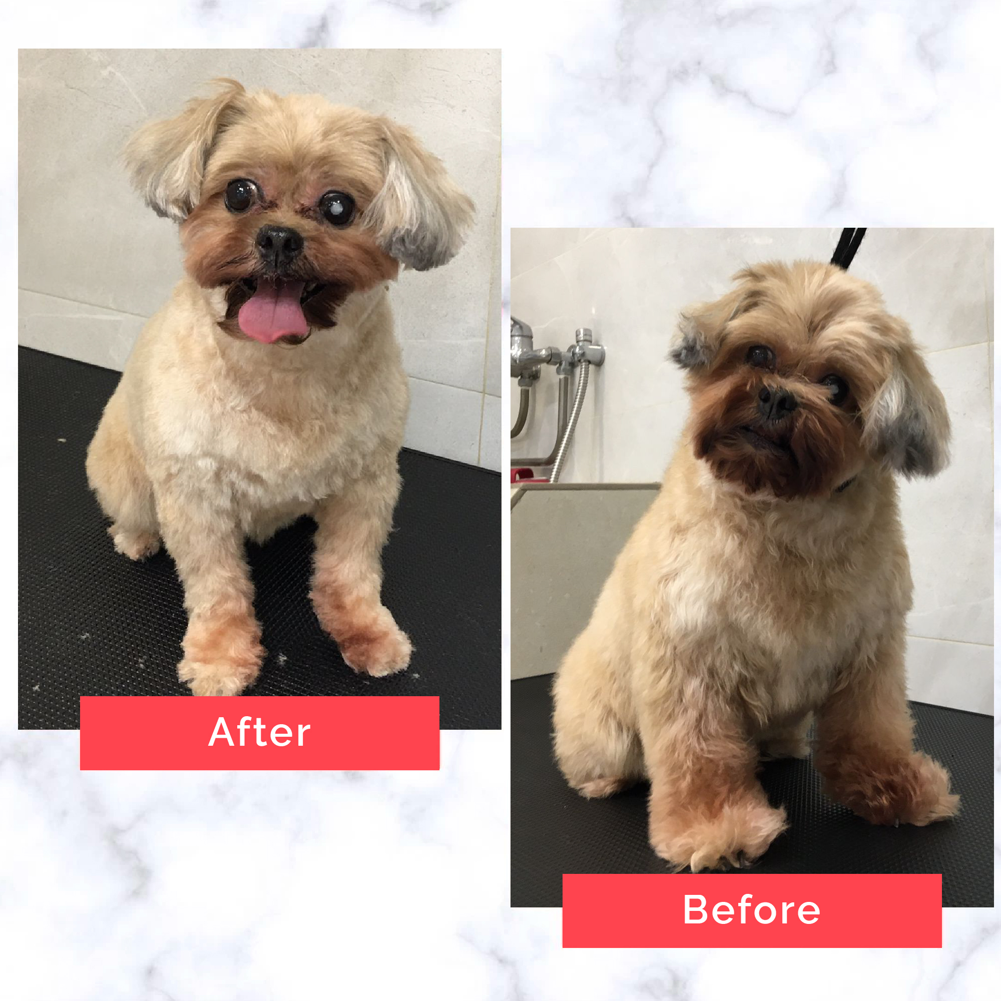 PetMaster Grooming Before and After 15