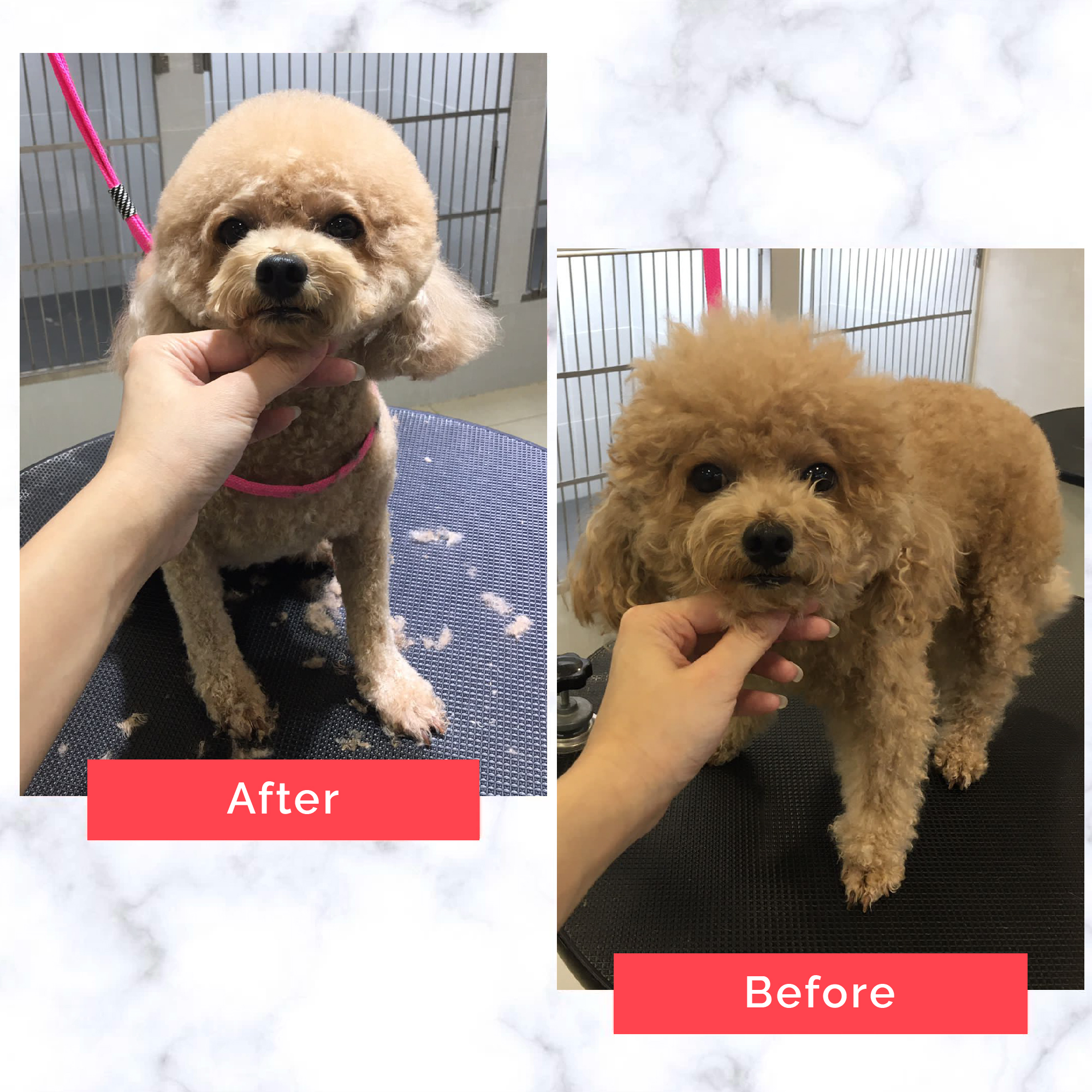 PetMaster Grooming Before and After 18