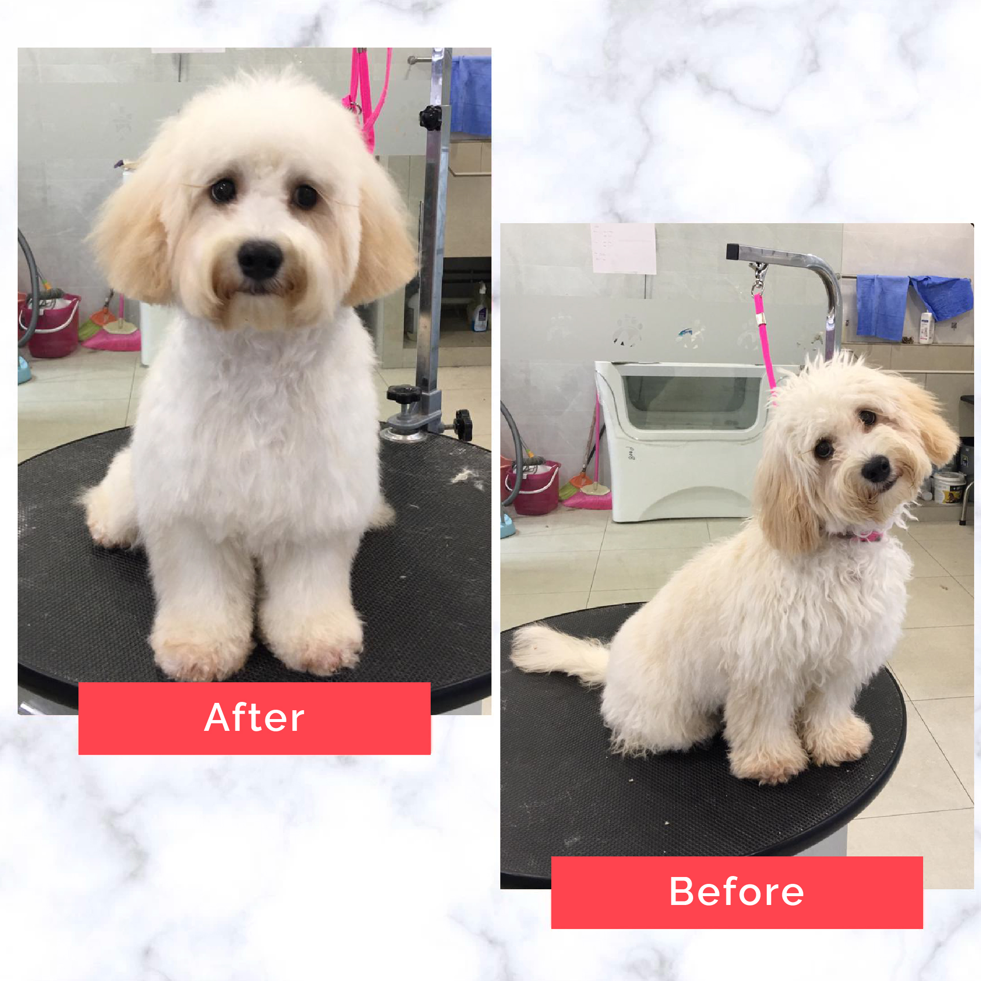 PetMaster Grooming Before and After 19