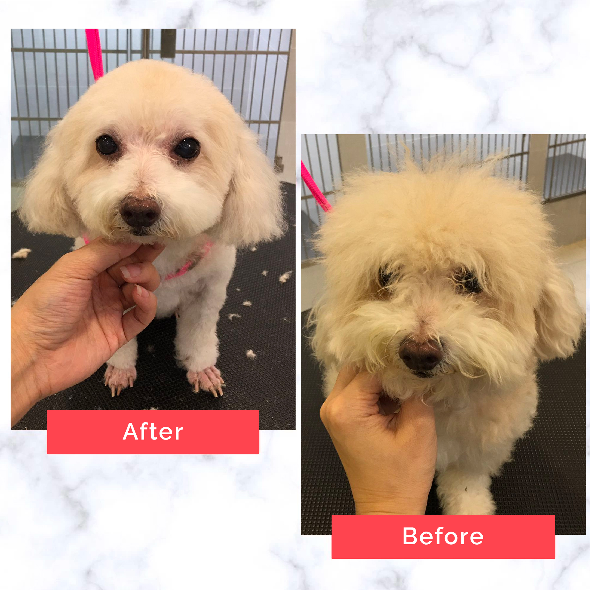 PetMaster Grooming Before and After 2