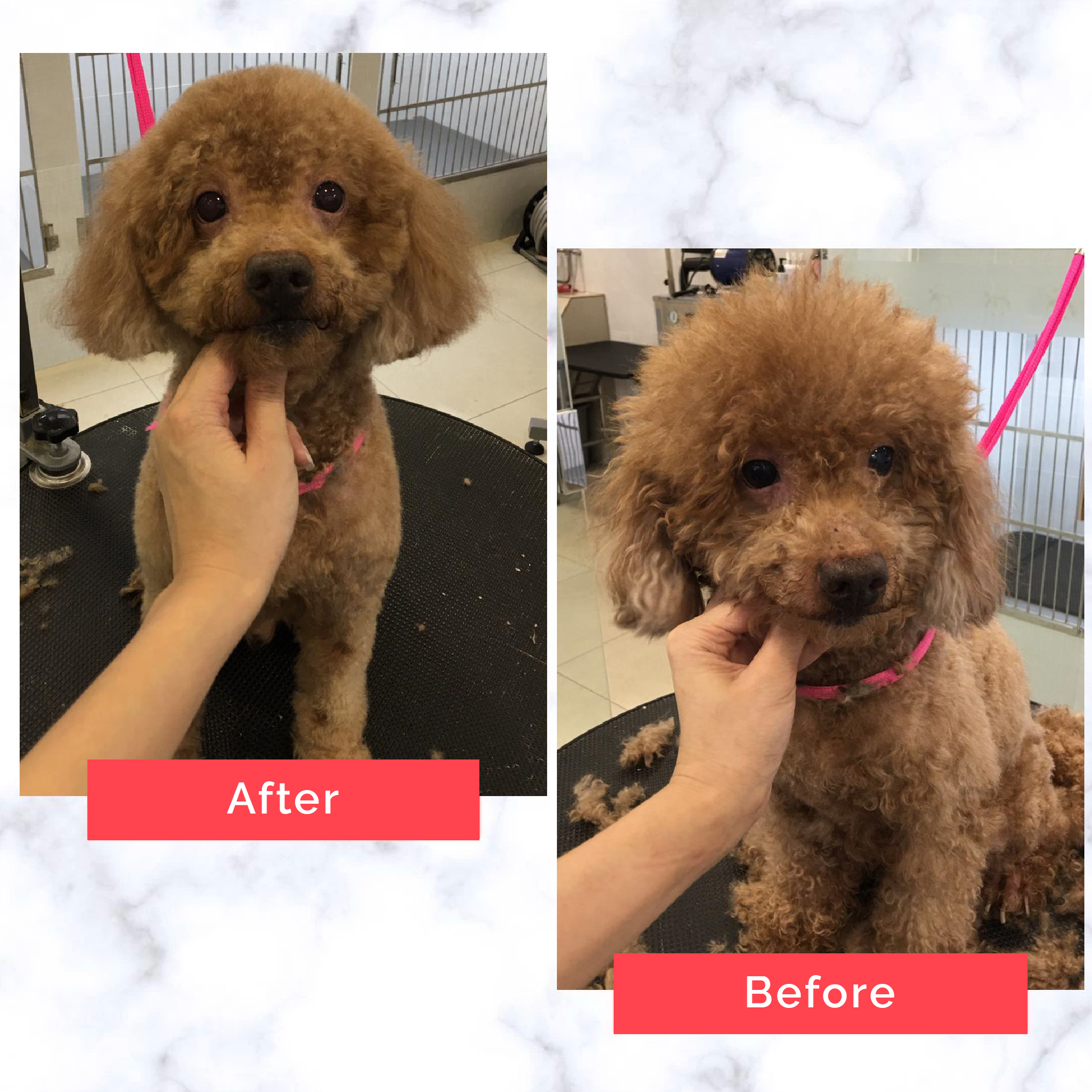 PetMaster Grooming Before and After 20