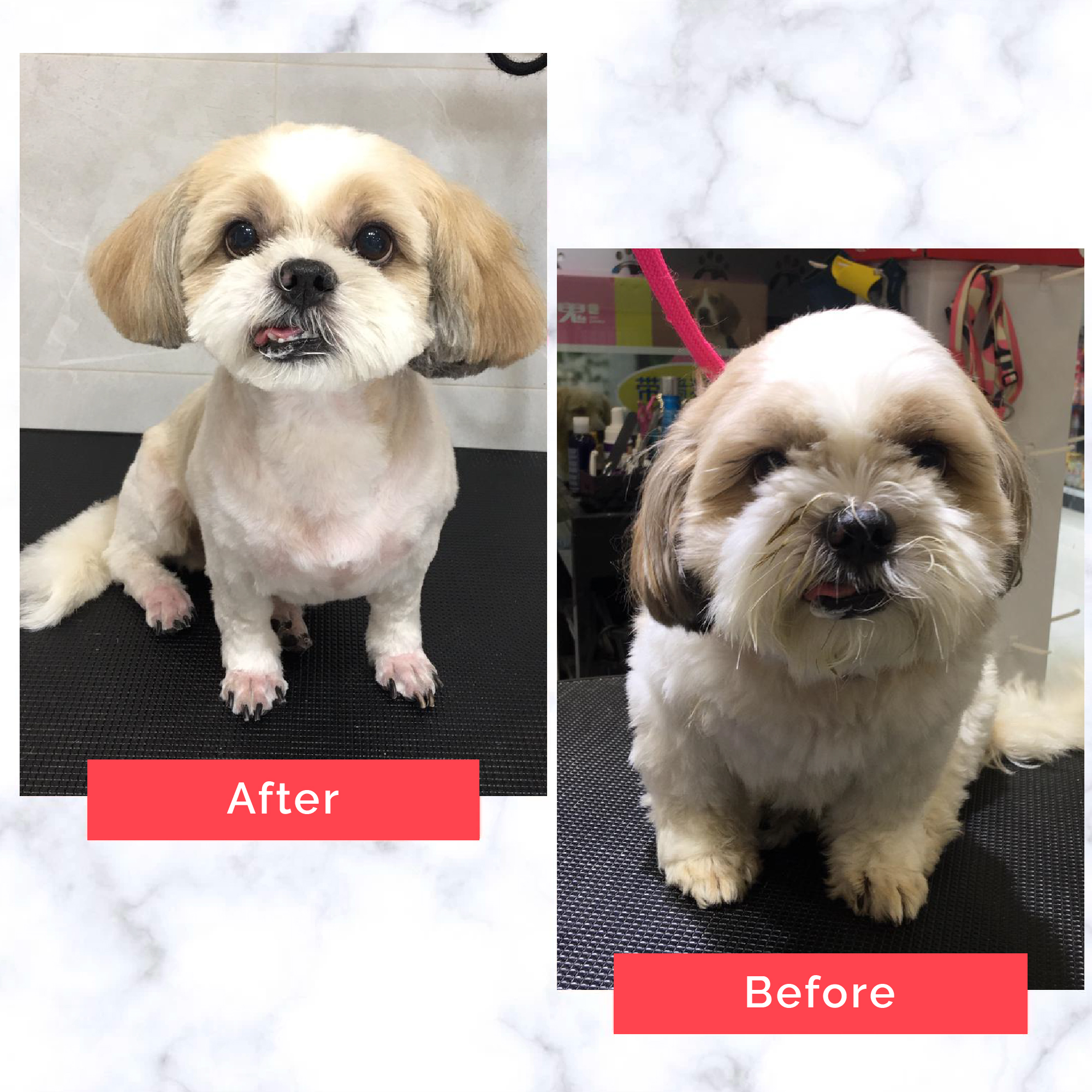 PetMaster Grooming Before and After 21