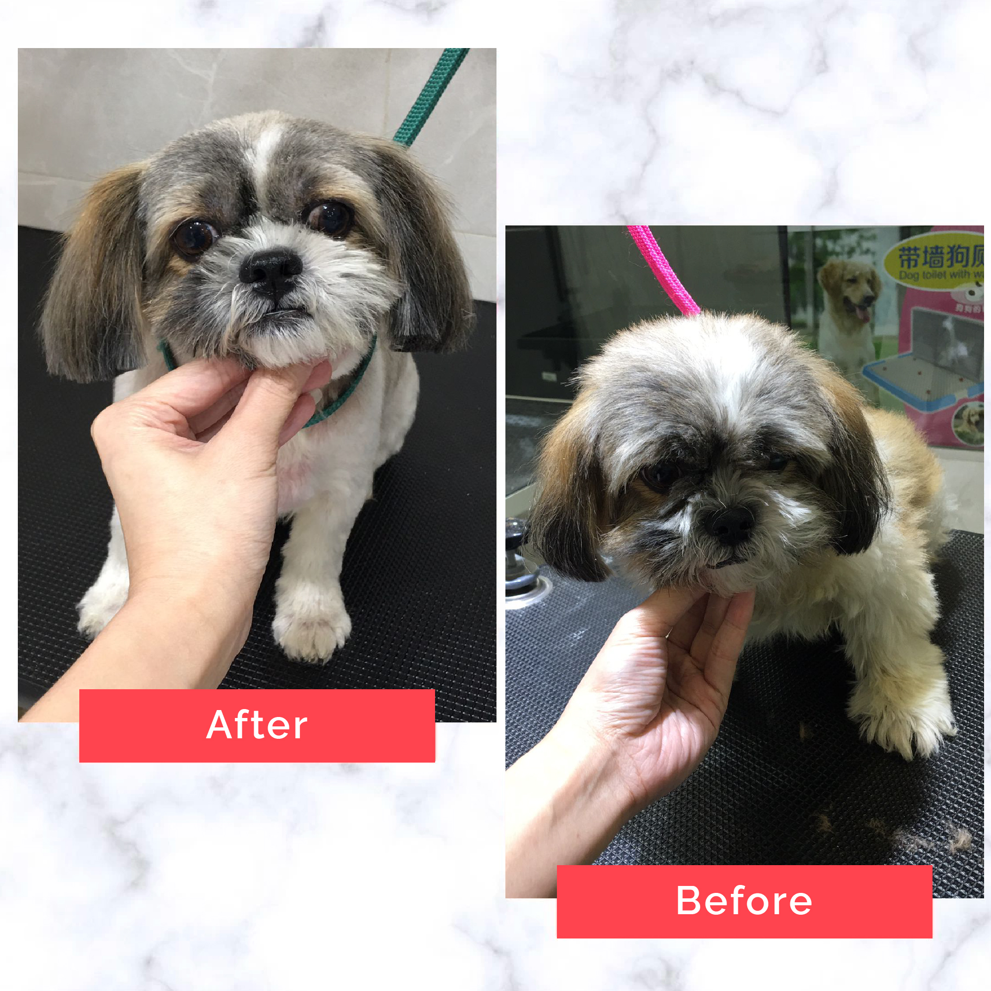 PetMaster Grooming Before and After 22