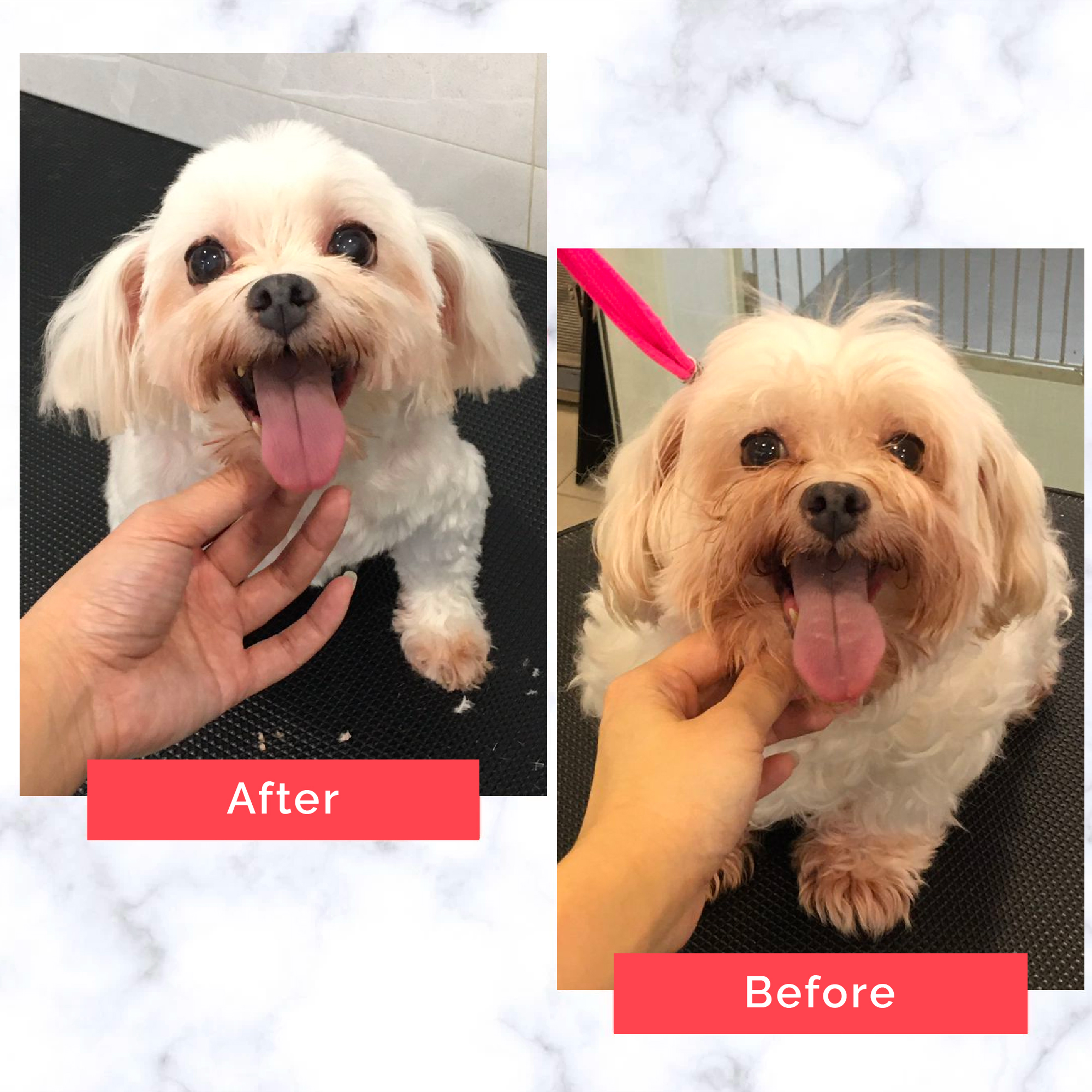 PetMaster Grooming Before and After 24