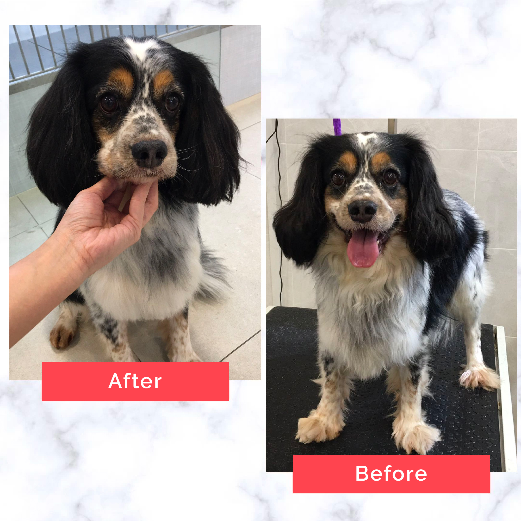 PetMaster Grooming Before and After 3