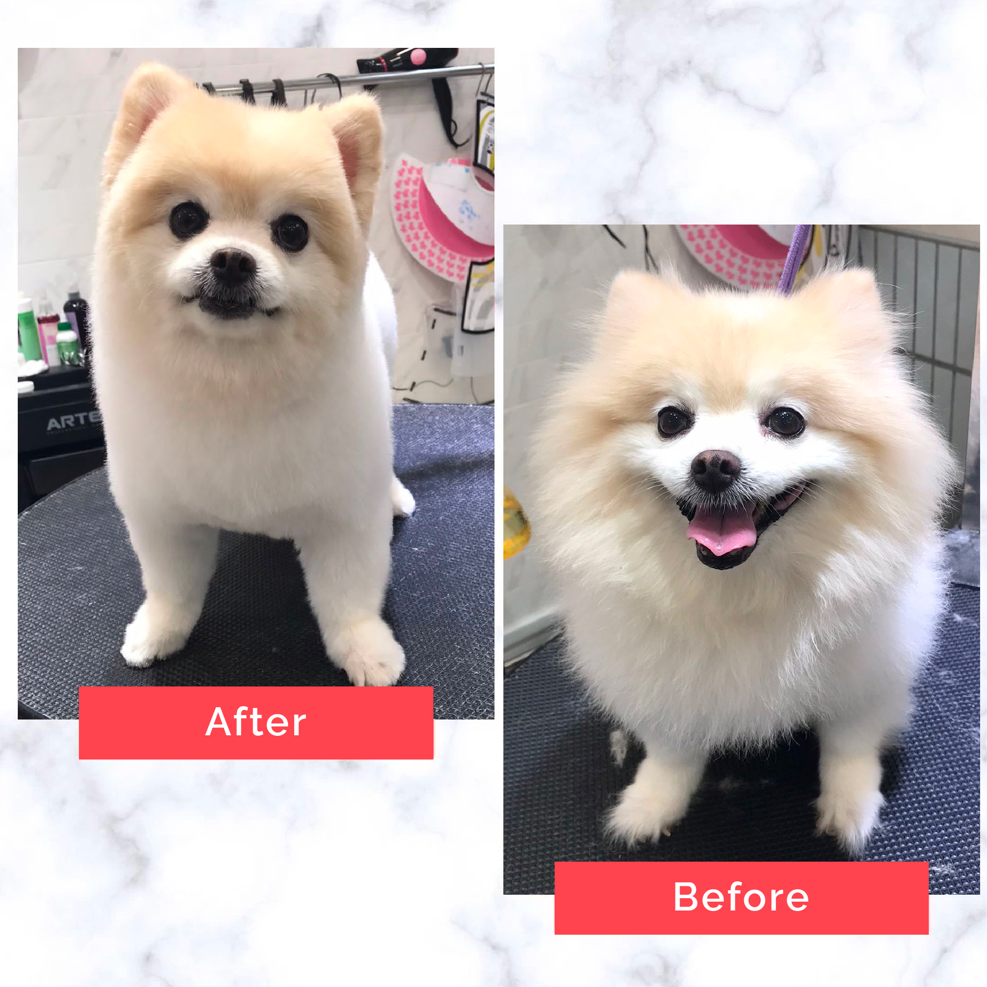 PetMaster Grooming Before and After 4