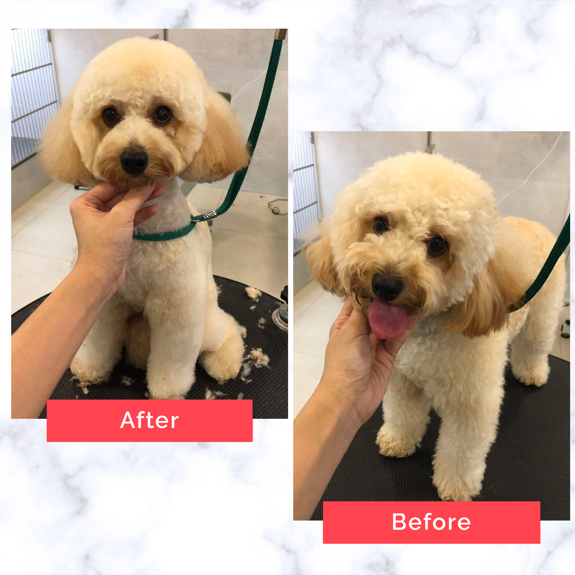 PetMaster Grooming Before and After 5