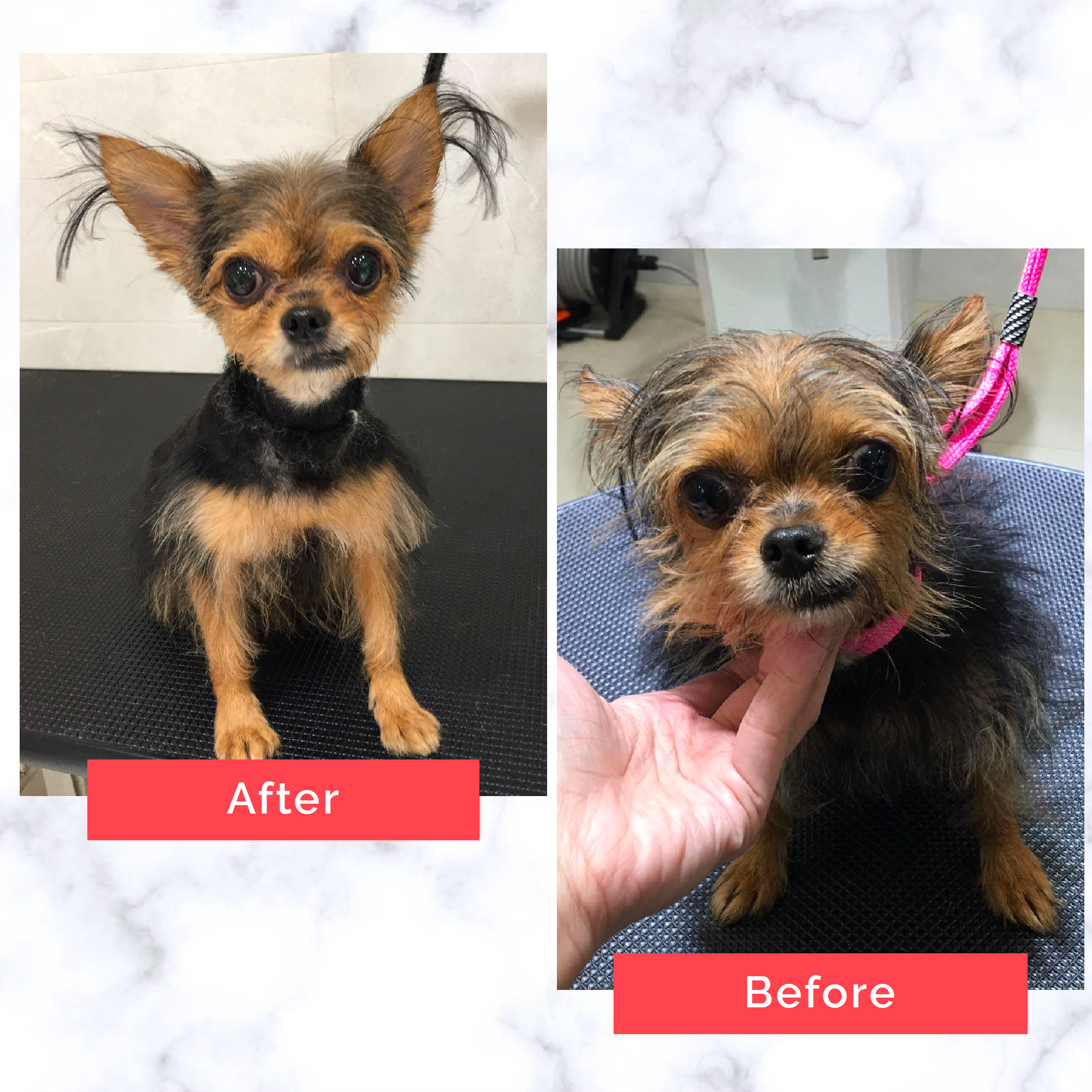 PetMaster Grooming Before and After 7