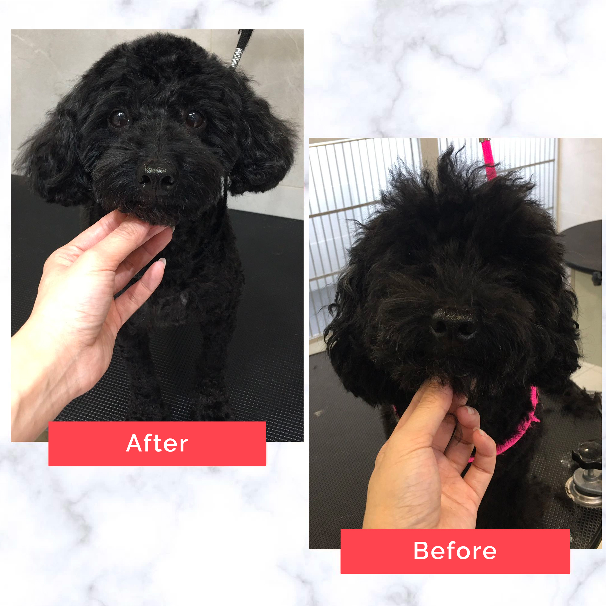 PetMaster Grooming Before and After 8