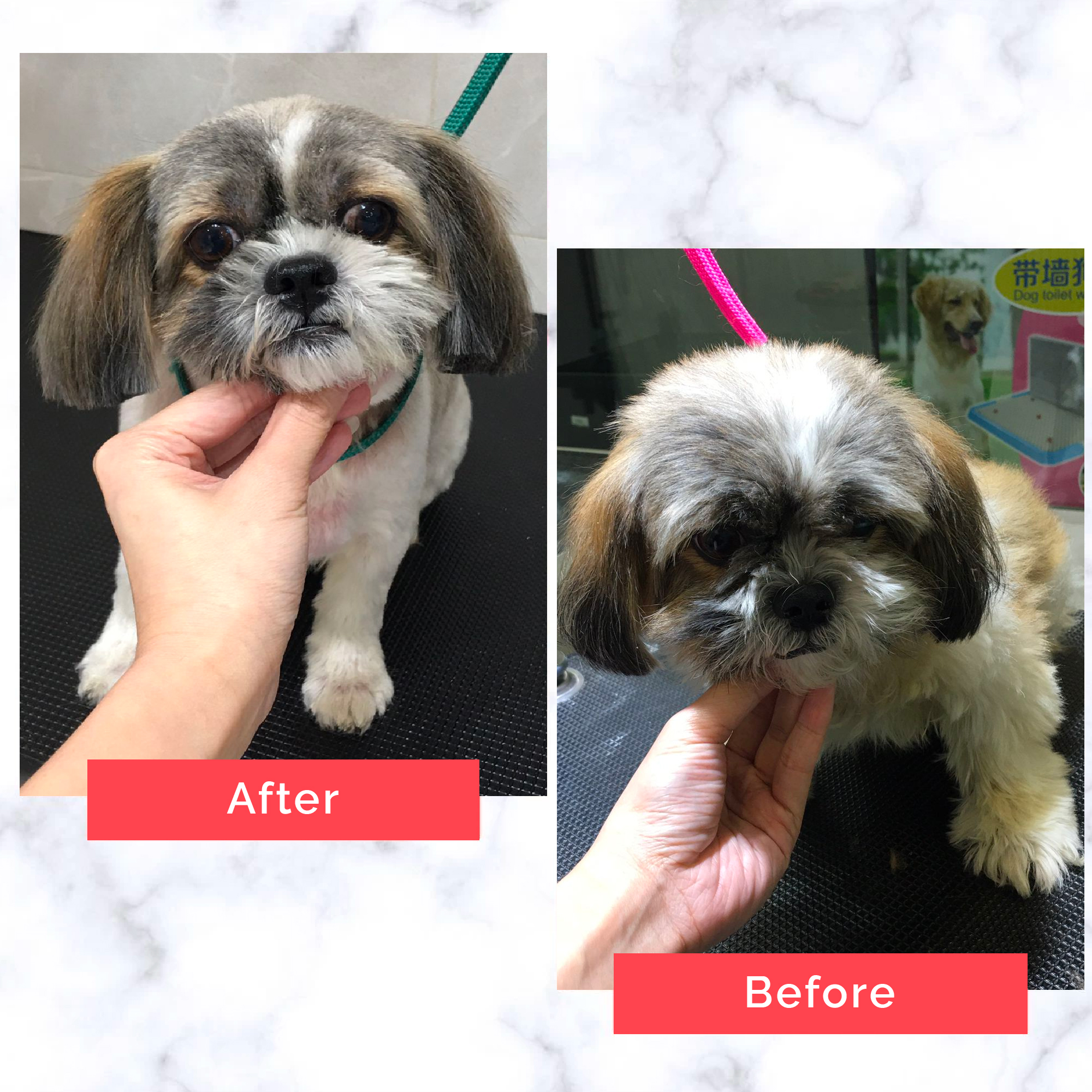 PetMaster Grooming Before and After 9