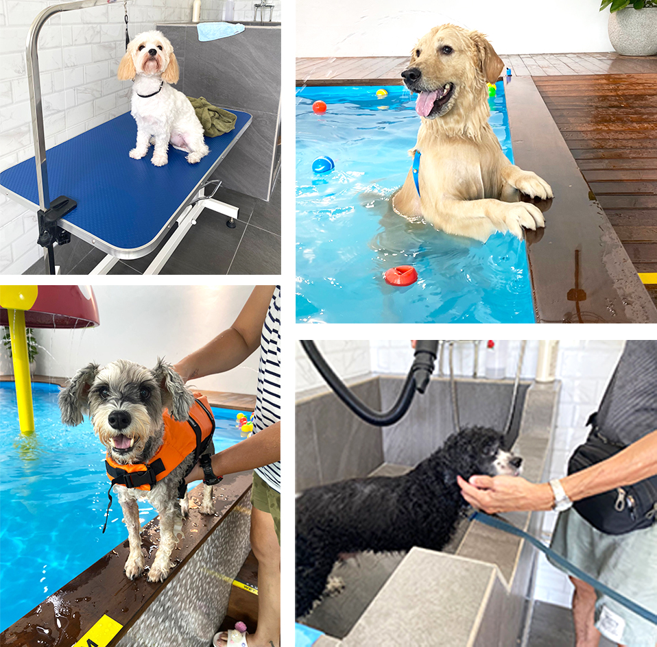 Photo of Pet Master Mega Store Grooming and Swimming
