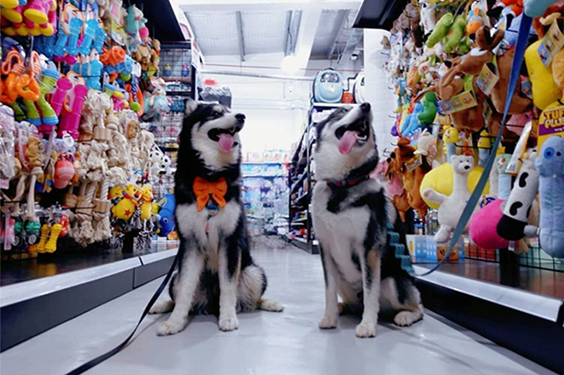 doggies having fun together at Pet Master Mega Store