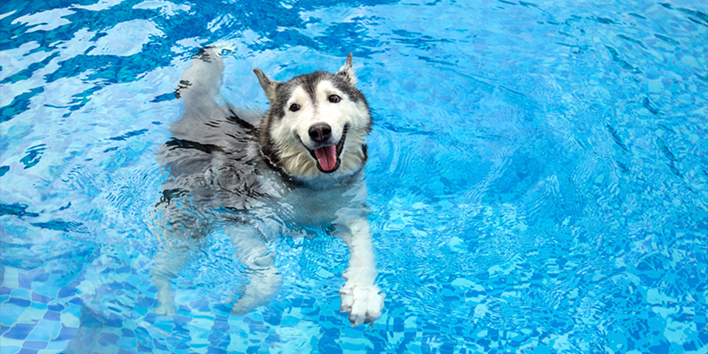 หมา ว่ายน้ำ