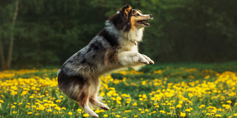 Shellie Dogs Introduction To Shetland Sheepdog AKA Sheltie | Pet Master Singapore