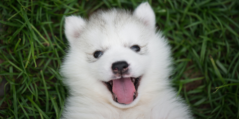 Siberian Huskies are already renowned all around the world for being sociable and people-oriented canines