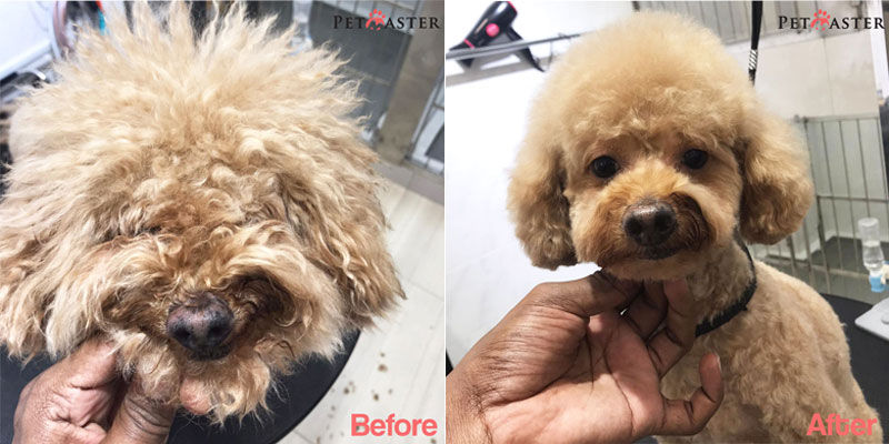 Dog grooming before and after