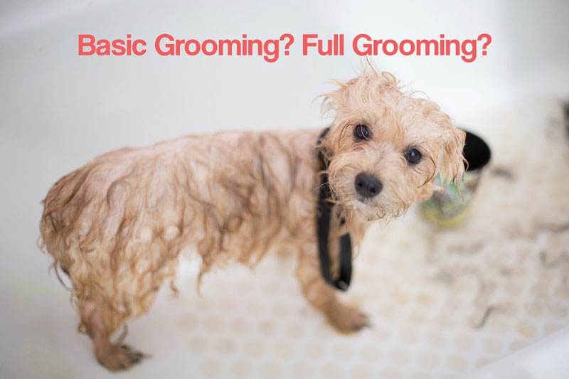 Basic or Full Grooming
