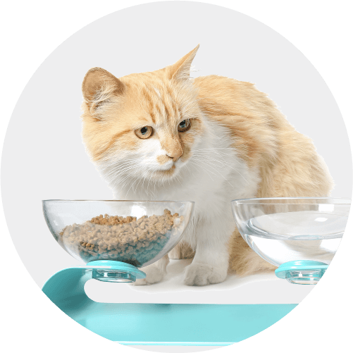 cat-bowls-feeders-covers